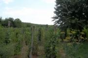 Vanzare conac in Valea Calugareasca