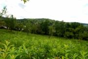 Vanzare teren intravilan in Surani zona ultracentrala