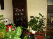 Vanzare Casa 7 camere Ploiesti, zona Lupeni